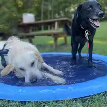 Deux chiens s'amusant dans la piscine pour chien avec jets d'eau 