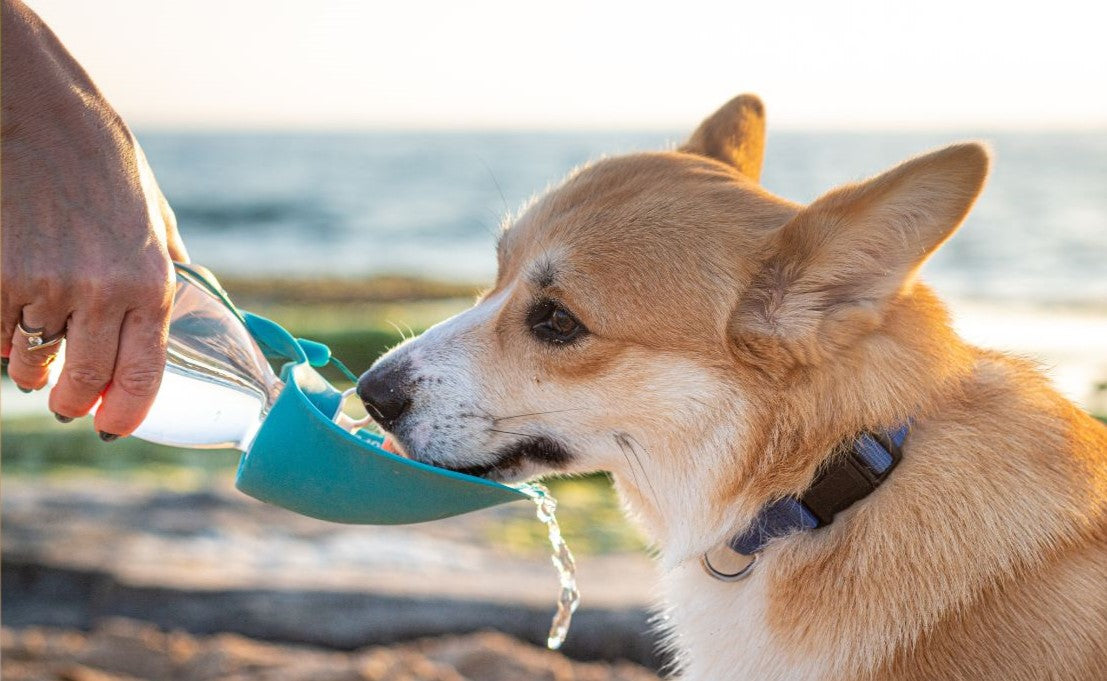 GOURDE POUR CHIEN
