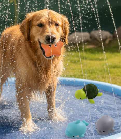 Chien jouant avec jouets aquatiques LED dans piscine Doggy Oasis