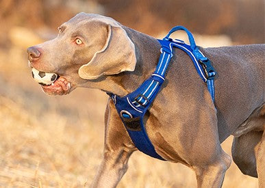 Harnais chien