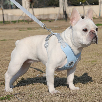 harnais chien bleu ciel