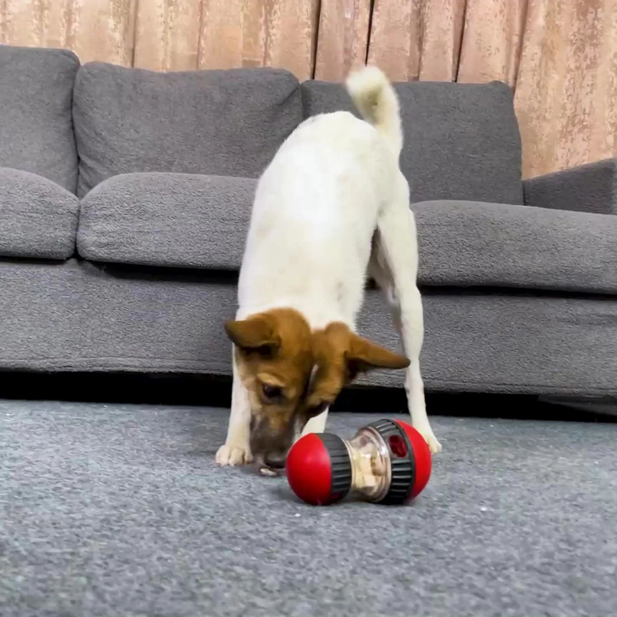 Chien interactif | Doggy Miam™ - MyDoggy - Shop