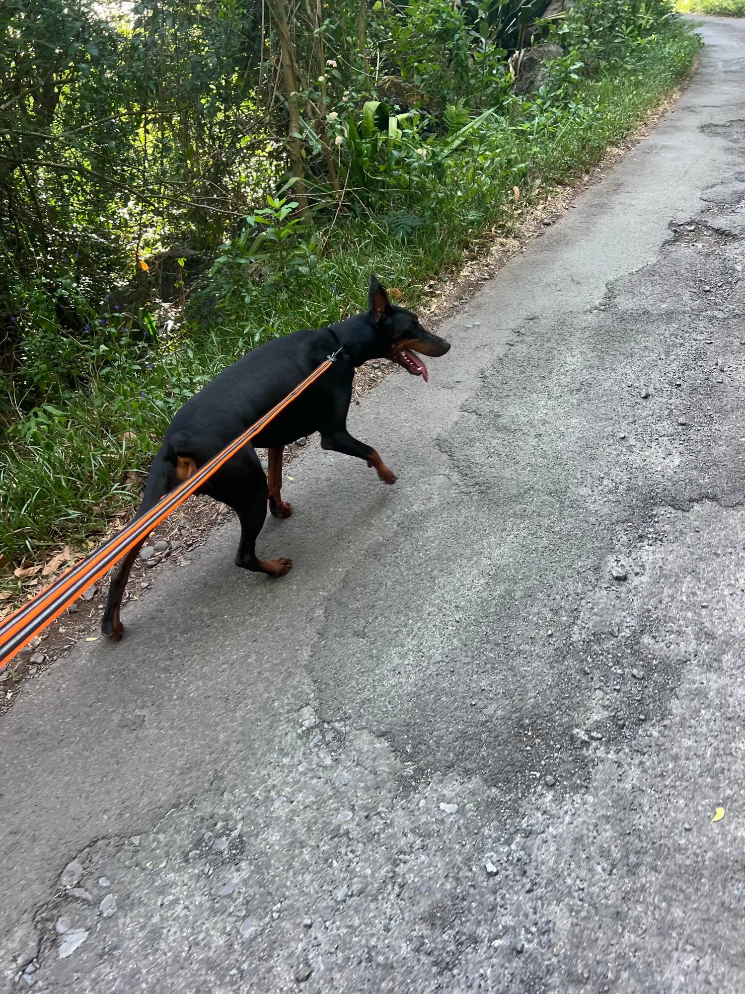 Laisse pour chien promenade