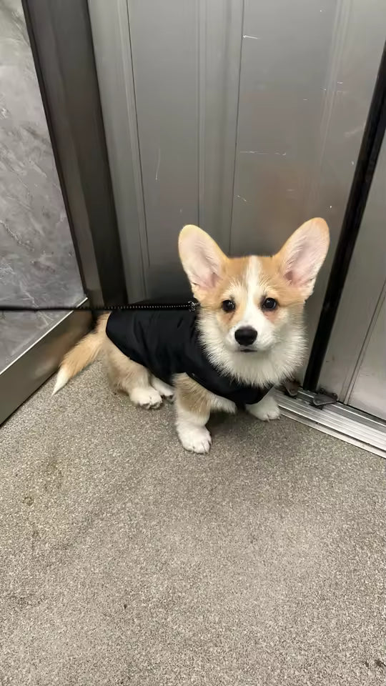 Manteau pour Chien noir