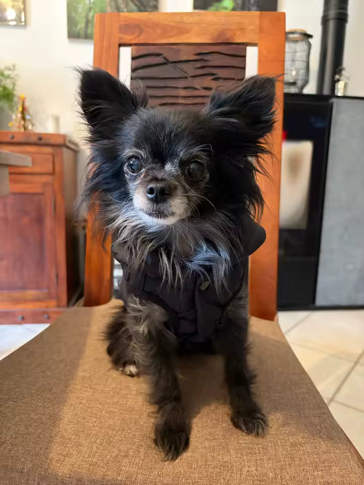 Manteau pour Chien noir chaud