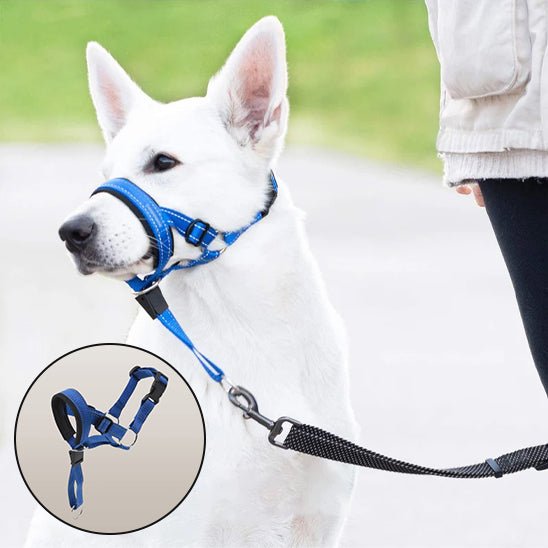 muselière chien | EasyControl™ - MyDoggy - Shop