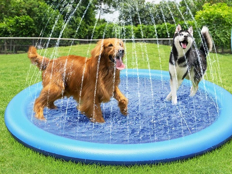 Piscine pour chien heureux