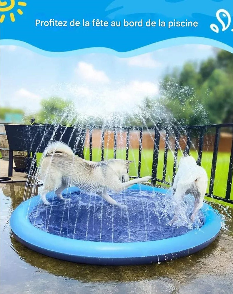 Piscine chien