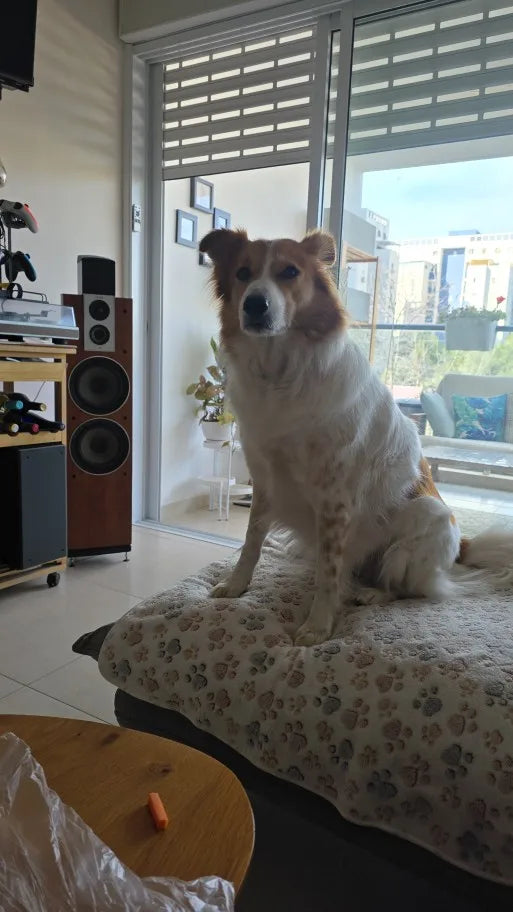 Chien au repos sur une couverture claire à motif pattes dans le salon