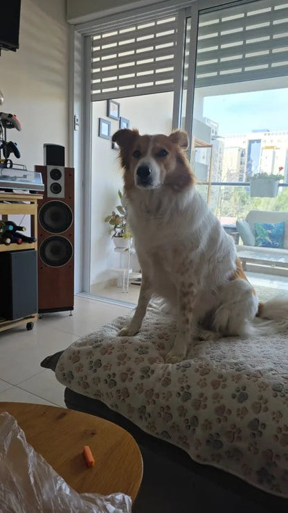 Chien au repos sur une couverture claire à motif pattes dans le salon