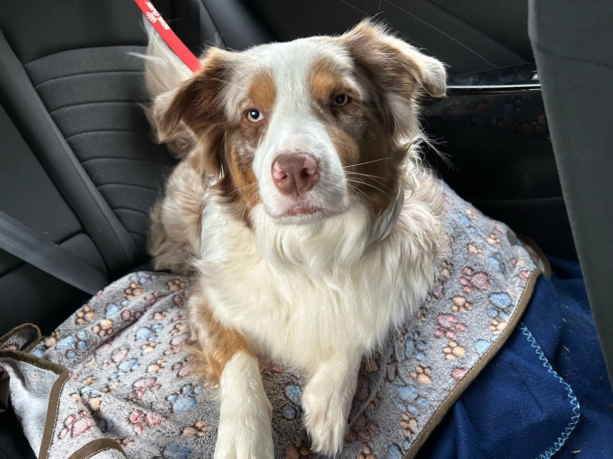Chien installé sur une couverture grise à motif pattes dans une voiture