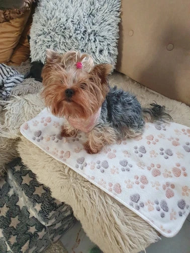 Petit chien installé sur une couverture blanche à motif pattes