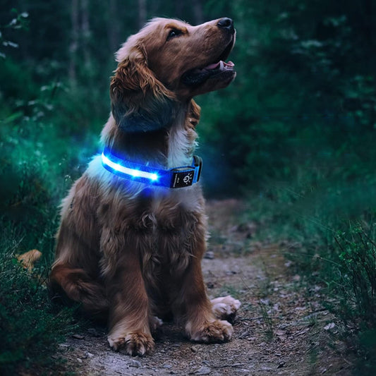 Collier lumineux chien|NoctiTrace™
