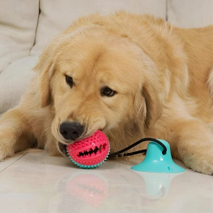 Jouet pour chien de traction – balle à mâcher bicolore fixée par ventouse