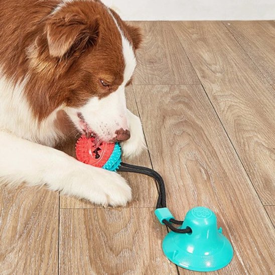 Jouet pour chien interactif avec balle sonore et ventouse solide