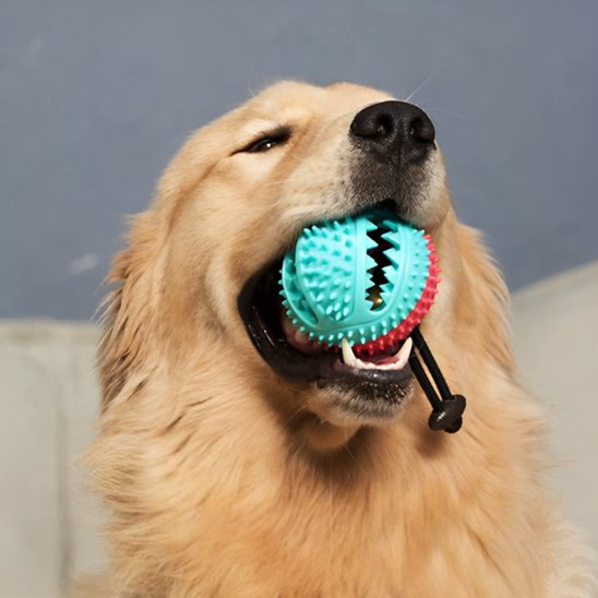 Jouet pour chien balle interactive