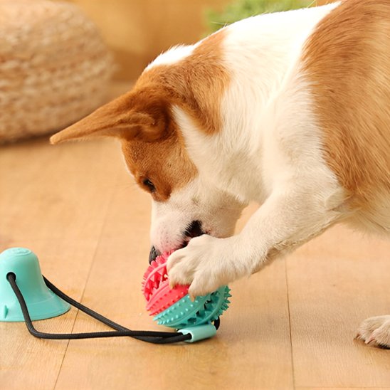 Jouet pour chien interactif avec ventouse ultra-résistant MyDoggy-Shop