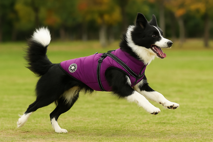 Manteau pour chien violet - Manteau chien élégant avec harnais intégré