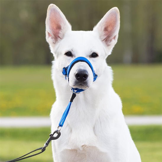 muselière chien | EasyControl™ - MyDoggy - Shop