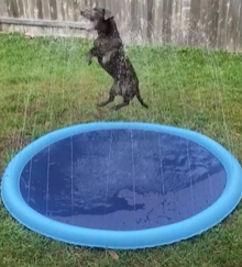 Chien qui saute et s'éclabousse dans la piscine Doggy Oasis™ 