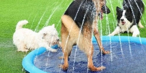 piscine chiens