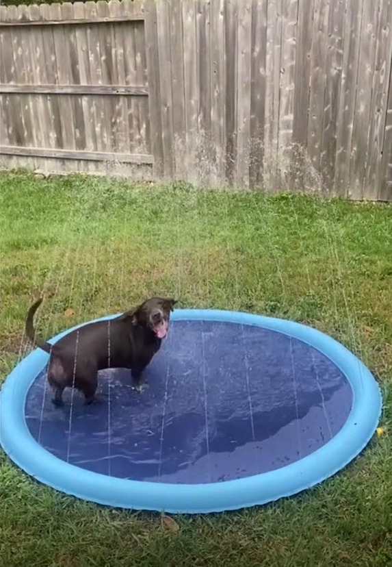 Chien regardant la caméra dans la piscine pour chien Doggy Oasis™ 