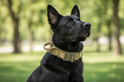 Collier Chien Tactique Nylon Renforcé | TactiCollar™
